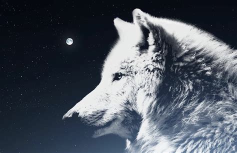 Folklore wolf magic